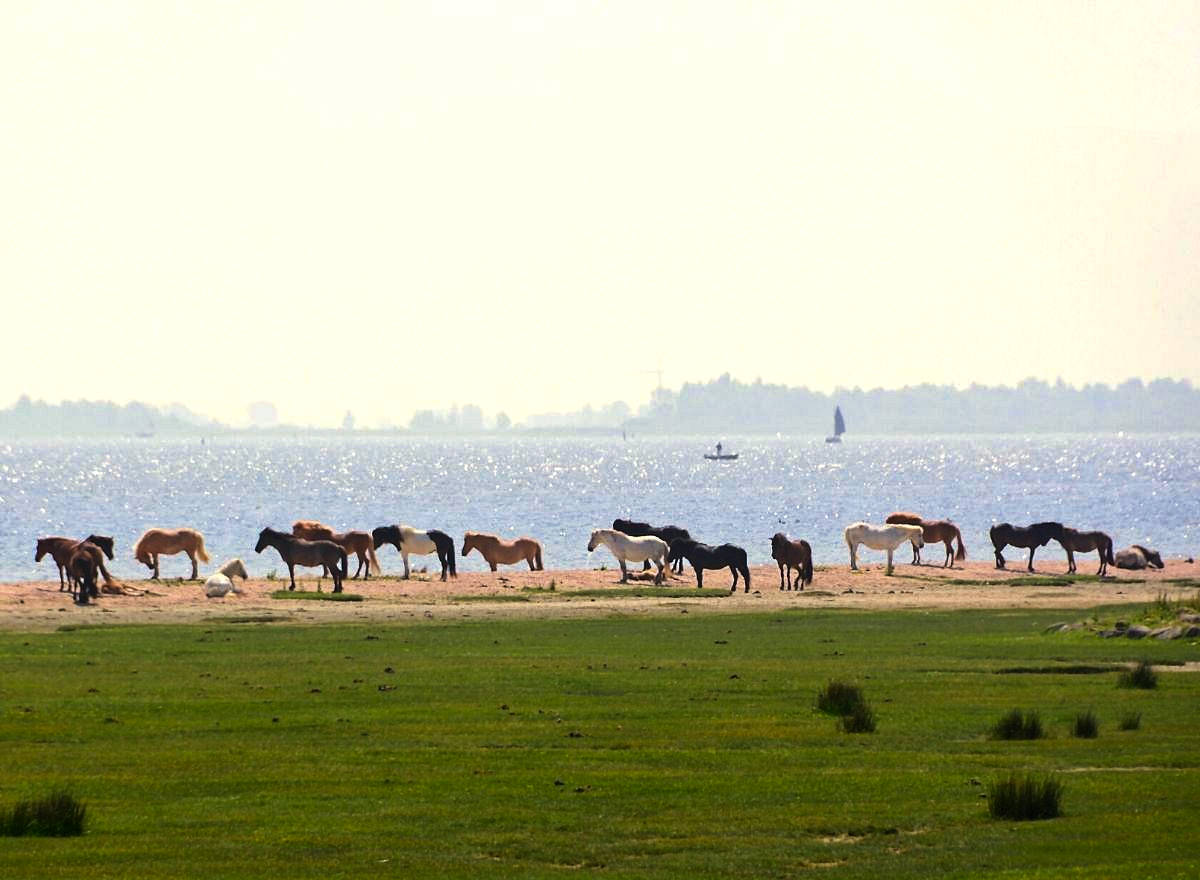 Nationaal Park Lauwersmeer