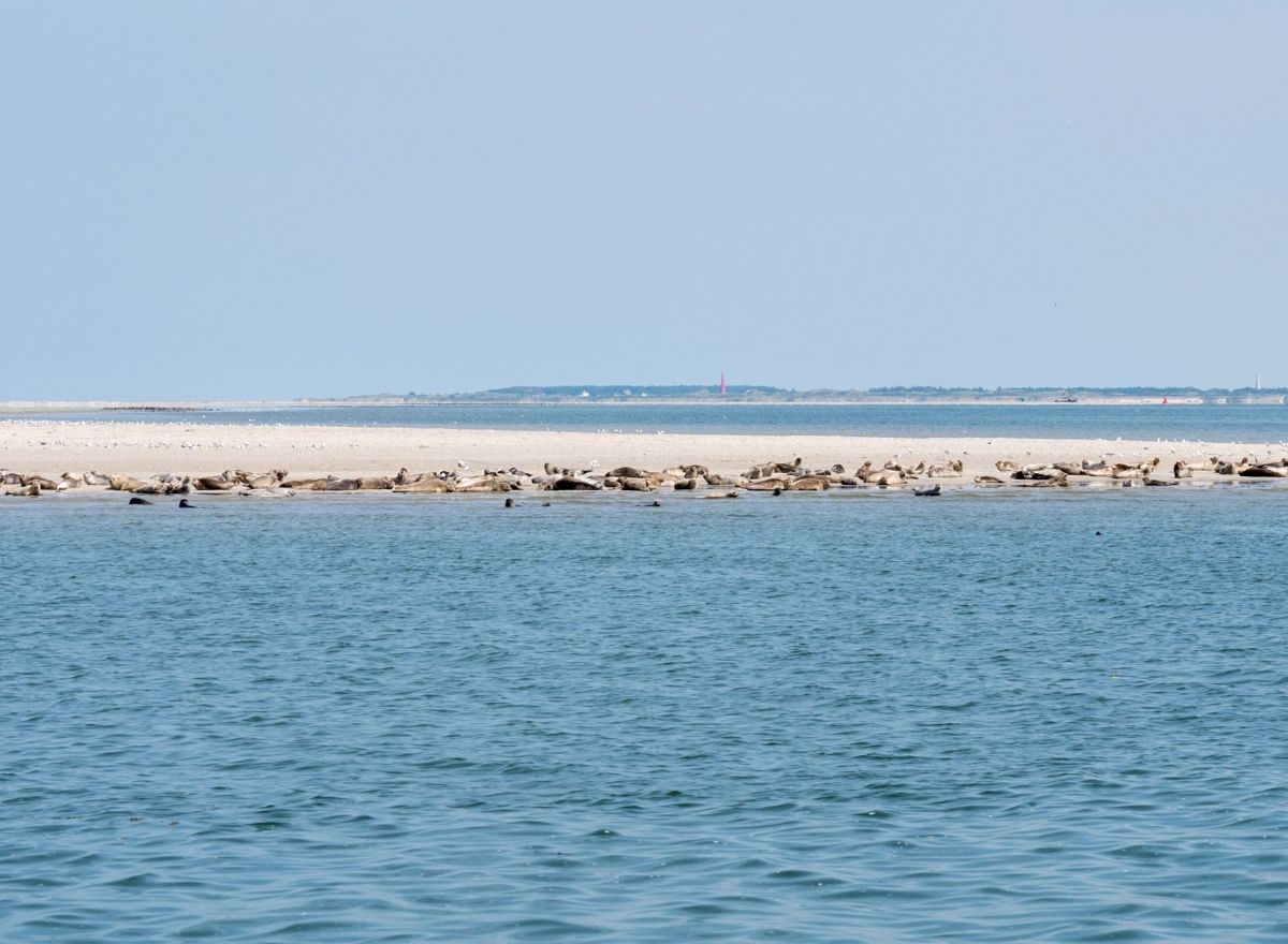Zeehonden in UNESCO Werelderfgoed De Waddenzee
