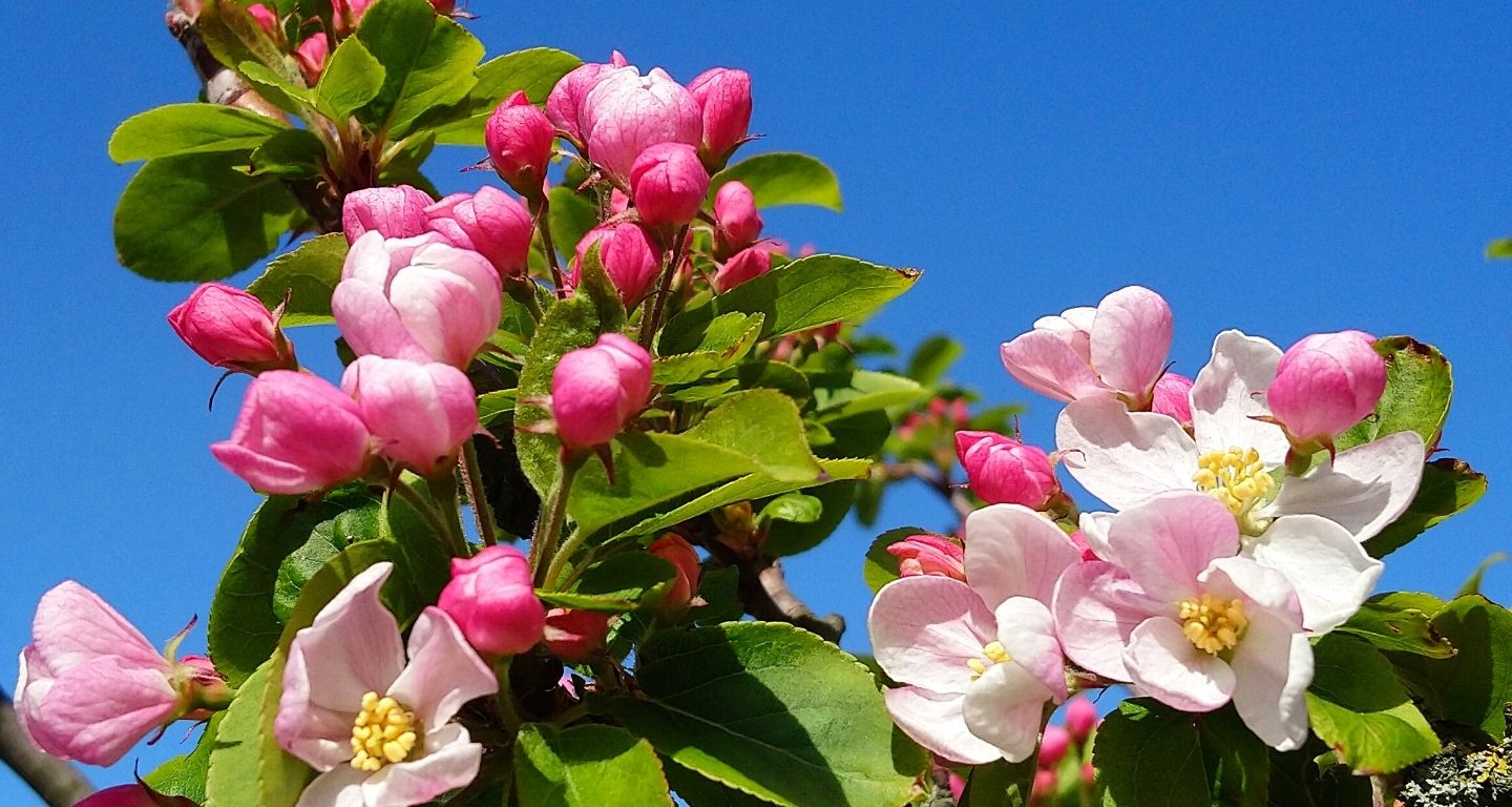 Boomgaard op Vakantiepark in de Bongerd